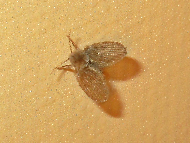 Drain fly resting on a wall, showing heart-shaped fuzzy body