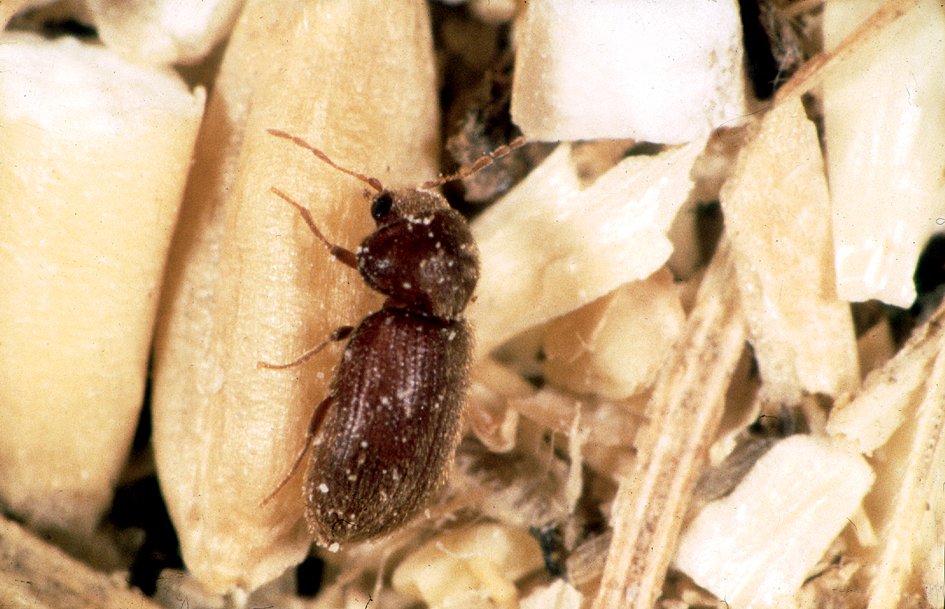 Drugstore beetle on a pale background