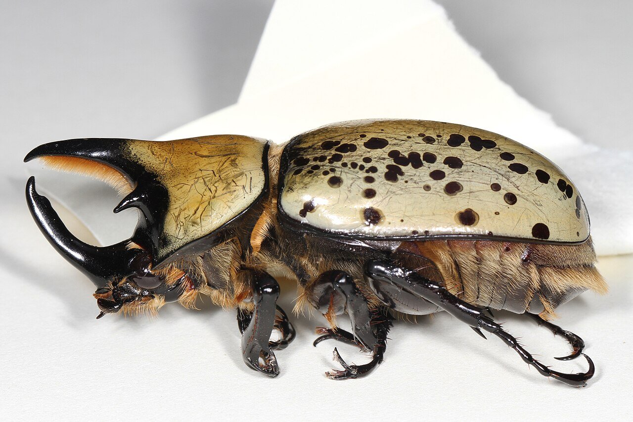 Eastern Hercules beetle with rhino horns Ohio