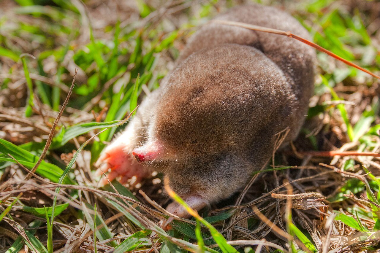 Eastern mole showing shovel-shaped digging forepaws