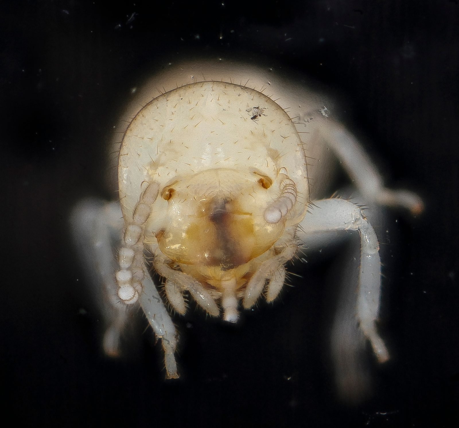 Eastern subterranean termite worker, the species responsible for essentially all termite damage in Ohio