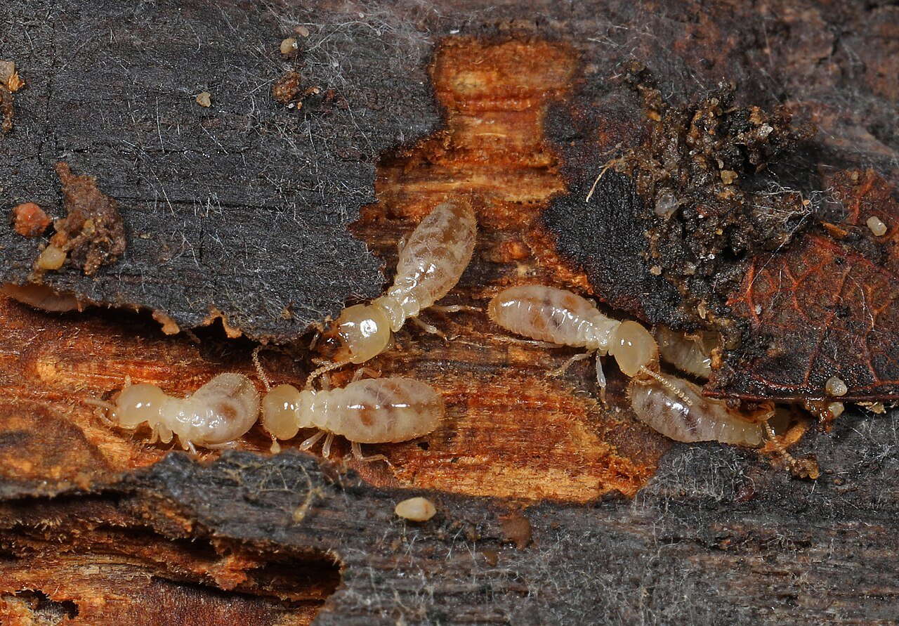 Eastern subterranean termite worker showing cream-white soft body