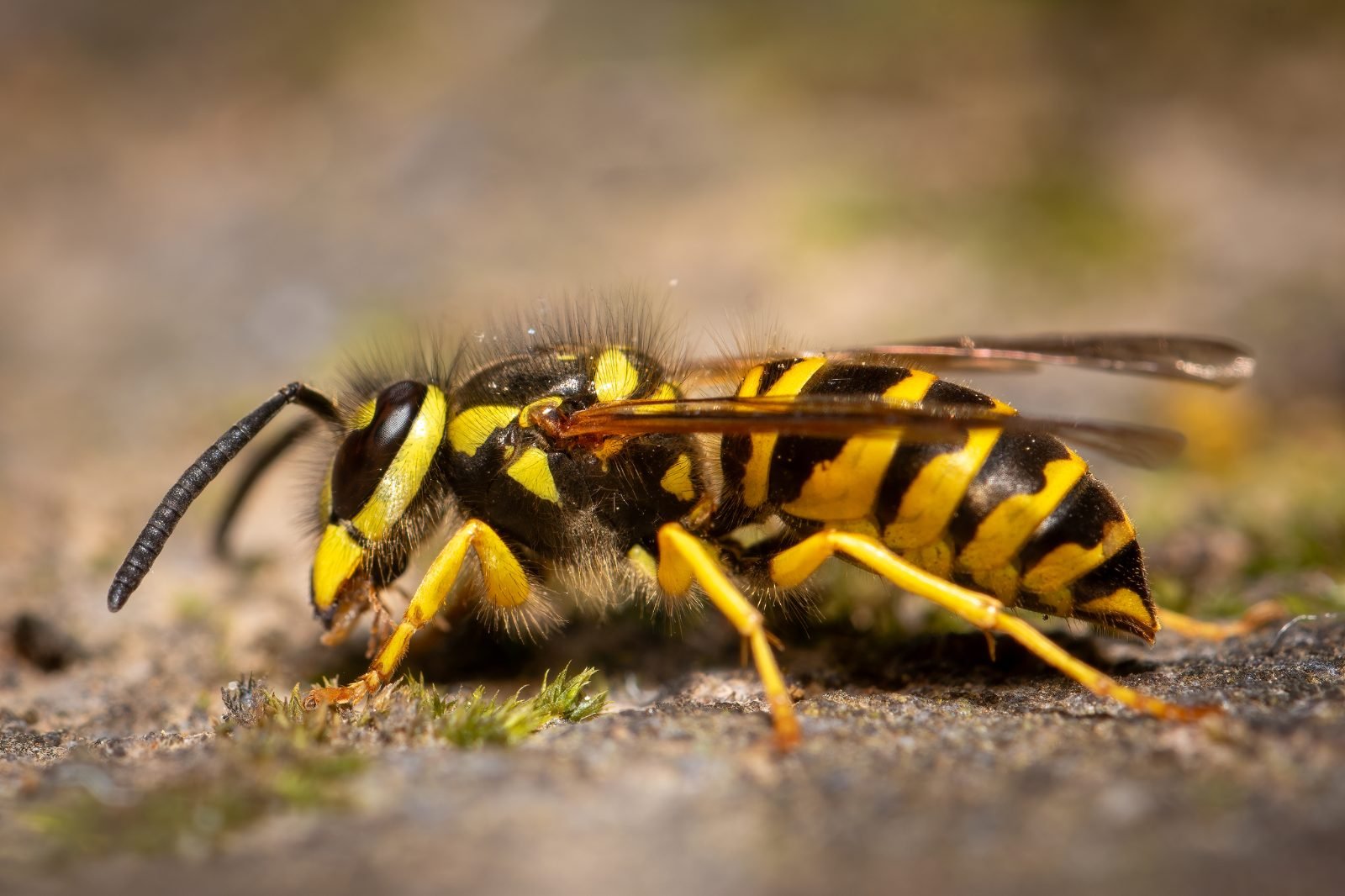 Eastern yellow jacket worker, the ground-nesting wasp behind most late-summer stings in Ohio