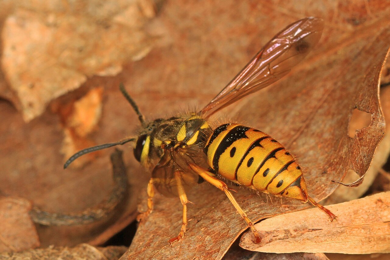 The eastern yellowjacket — hairless, glossy, and boldly banded: a wasp wearing a bee’s warning colors