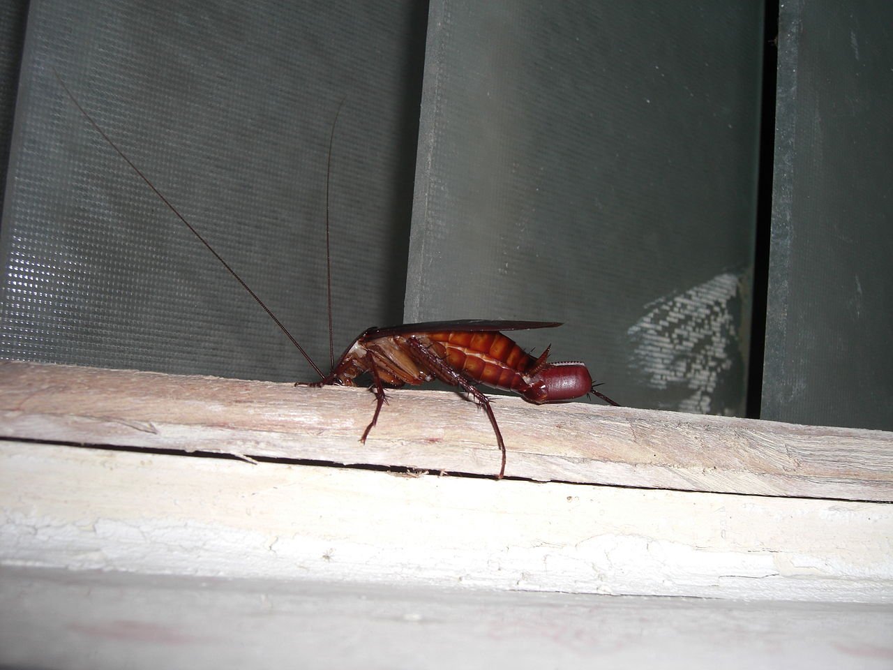 A cockroach in a kitchen, an urgent call for restaurants before inspection
