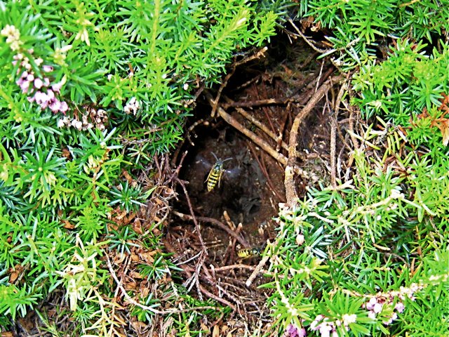 Large enclosed gray paper wasp nest with layered envelope