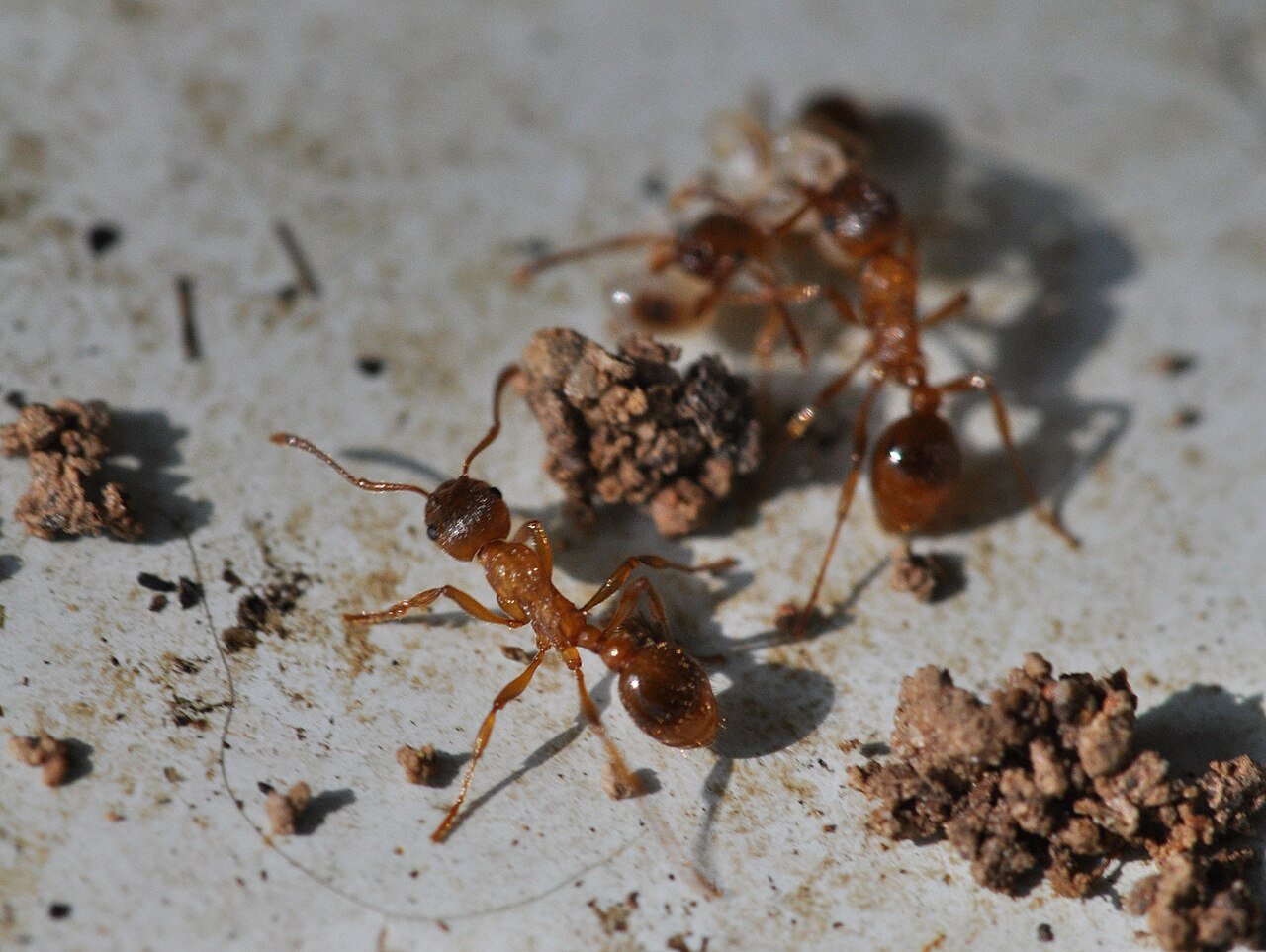 European fire ant on vegetation