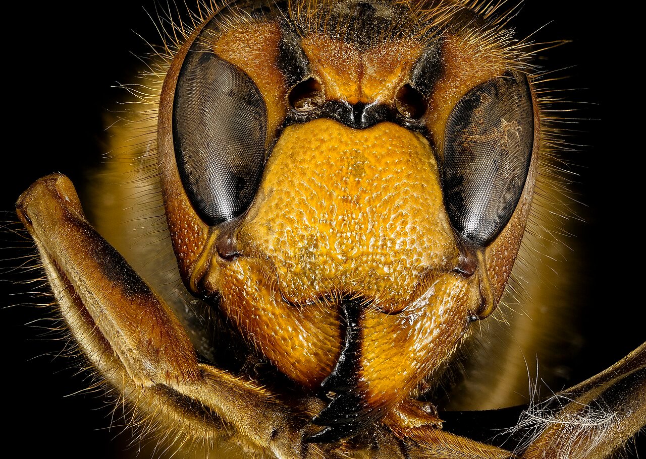 European hornet, side view, showing chestnut-brown and gold coloring