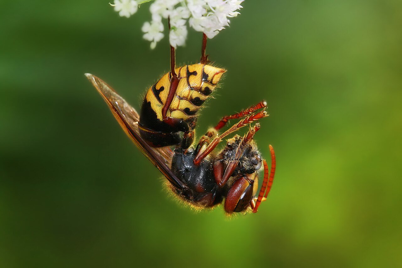 European hornet carrying prey