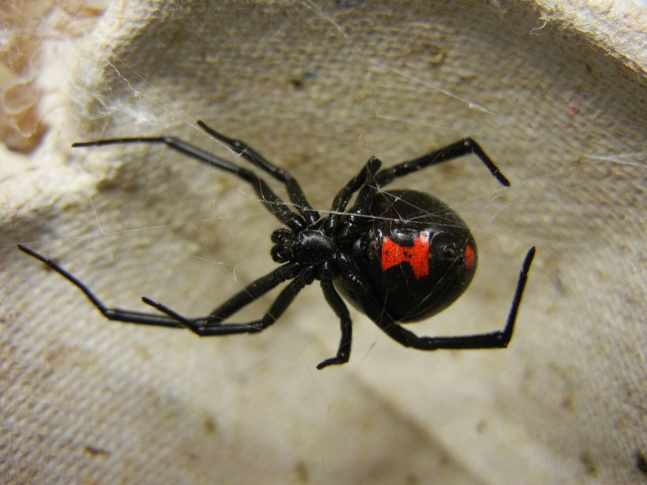 Female black widow with red hourglass on glossy black abdomen