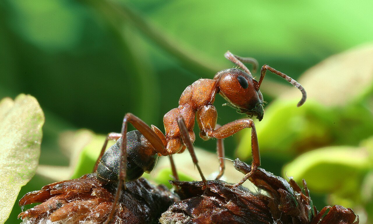 Close-up side view of a large field ant, the mound-building ant most often mistaken for a fire ant in Ohio
