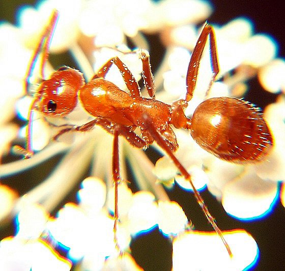 A field ant - the carpenter look-alike whose notched profile and lawn mounds keep it on the tolerance tier