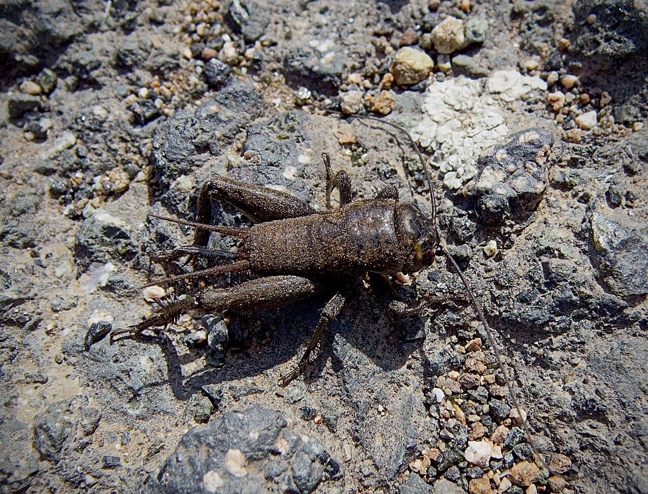 Glossy black field cricket on the ground