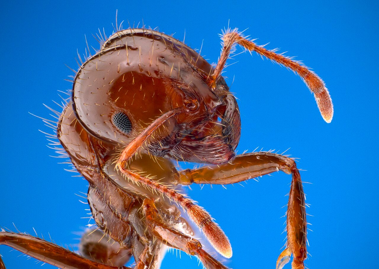 Red imported fire ant worker