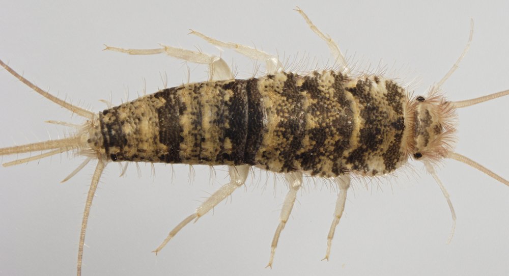 The firebrat — the silverfish’s heat-loving twin from furnace rooms, equally incapable of biting people