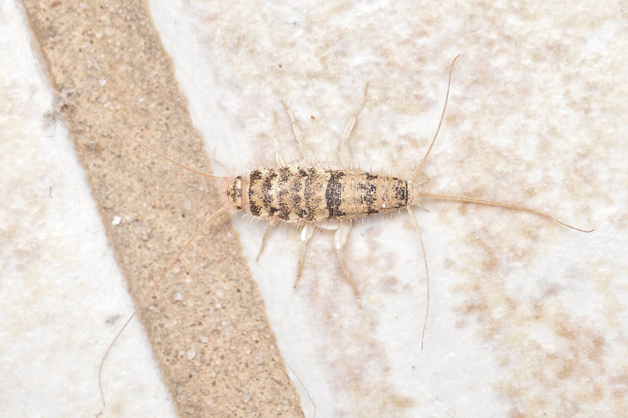 Firebrat, mottled tan cousin of the silverfish