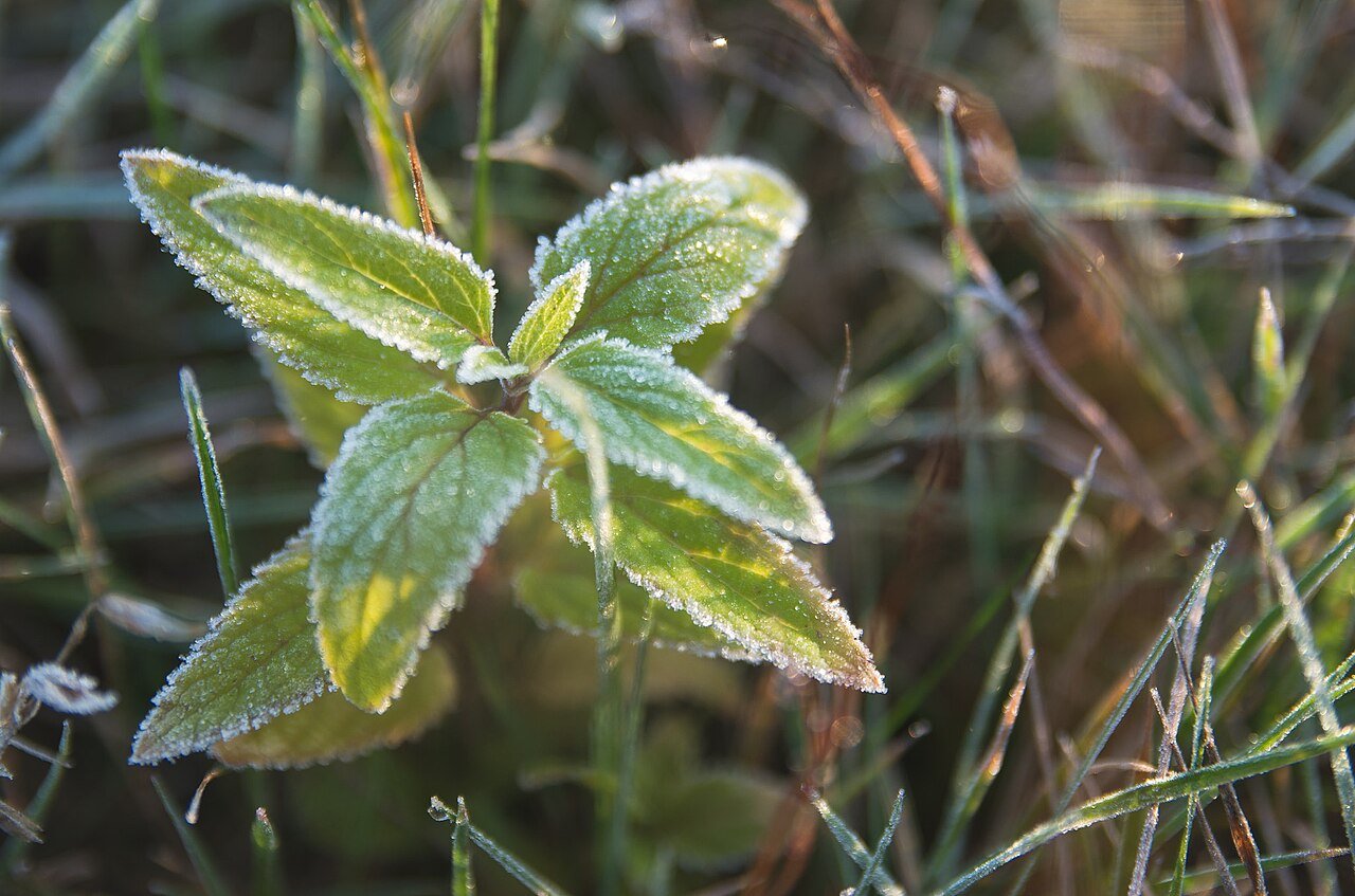 Frost-covered autumn morning