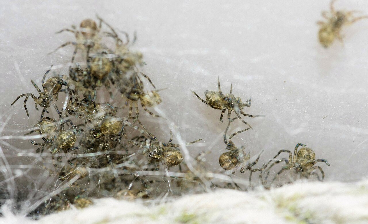 Fishing spider female guarding nursery web with hatchlings