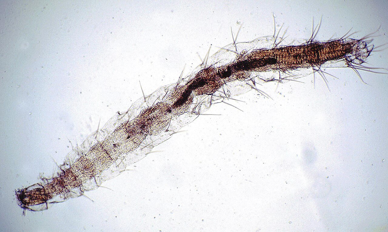 A flea larva — the carpet-dwelling stage that anchors an infestation to floors and pet zones, never to beds