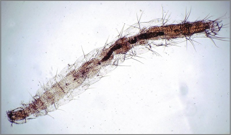 Flea larva showing bristled worm-like body