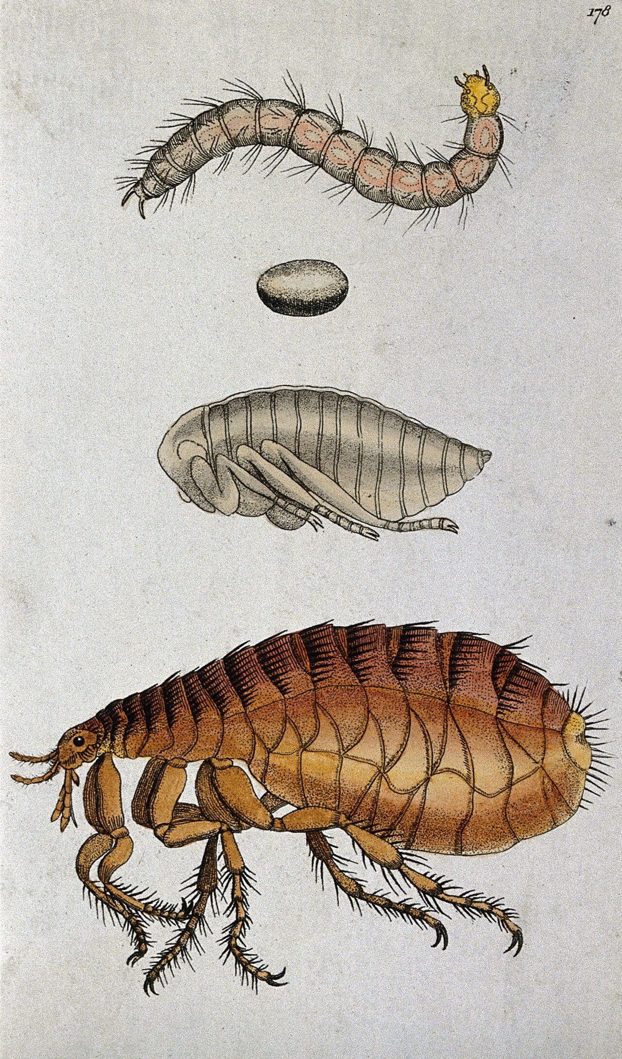 The full flea life cycle — adult, pupa, larva, and the egg where 50% of the infestation lives