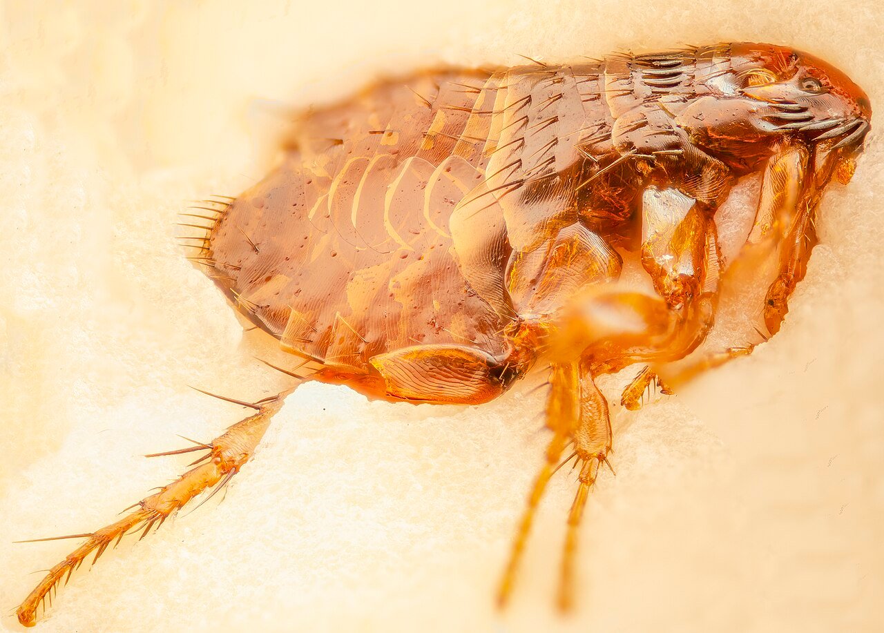 Extreme macro of a flea showing flattened armored body