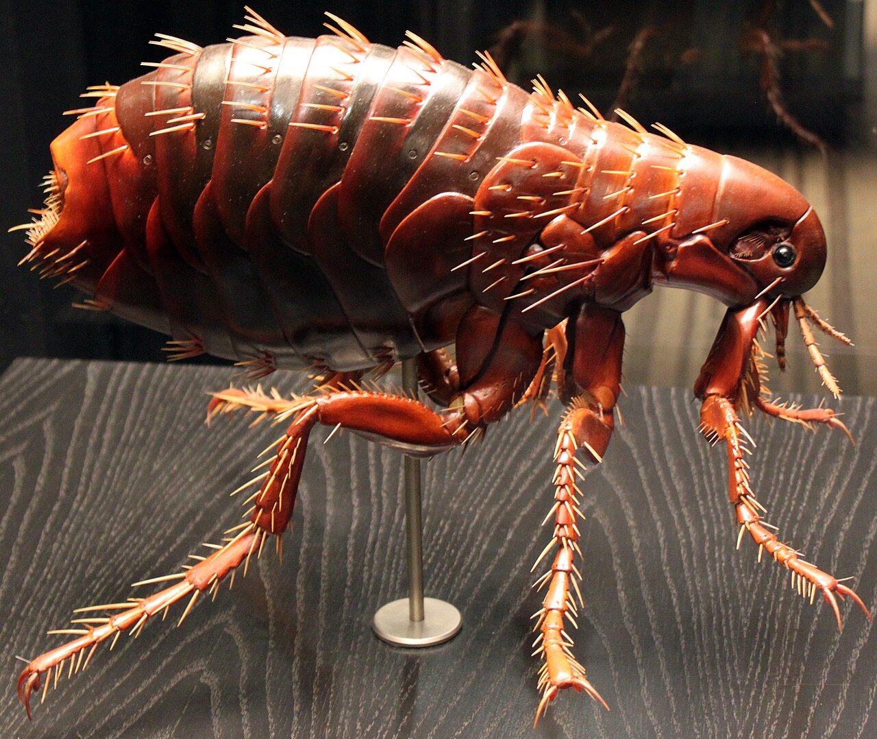 A flea under museum magnification - bristle combs, armored plates, and the jumping legs in full detail