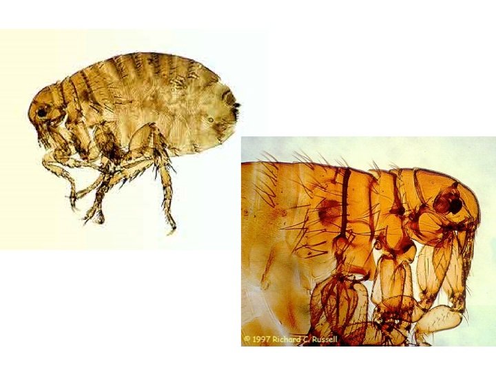 A flea in side profile - the laterally flattened, spring-loaded silhouette every identification starts from