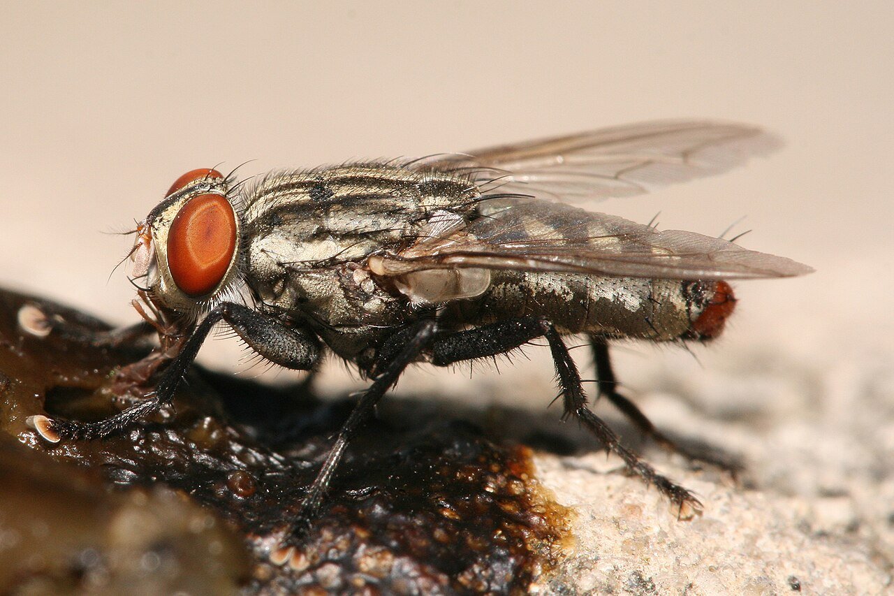 Flesh fly with gray stripes and checkerboard abdomen