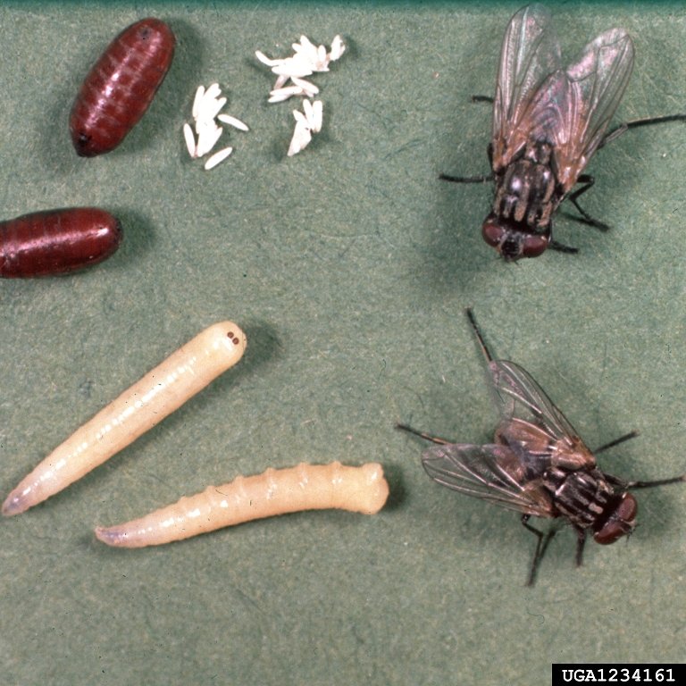 House fly life cycle eggs larvae pupae adult