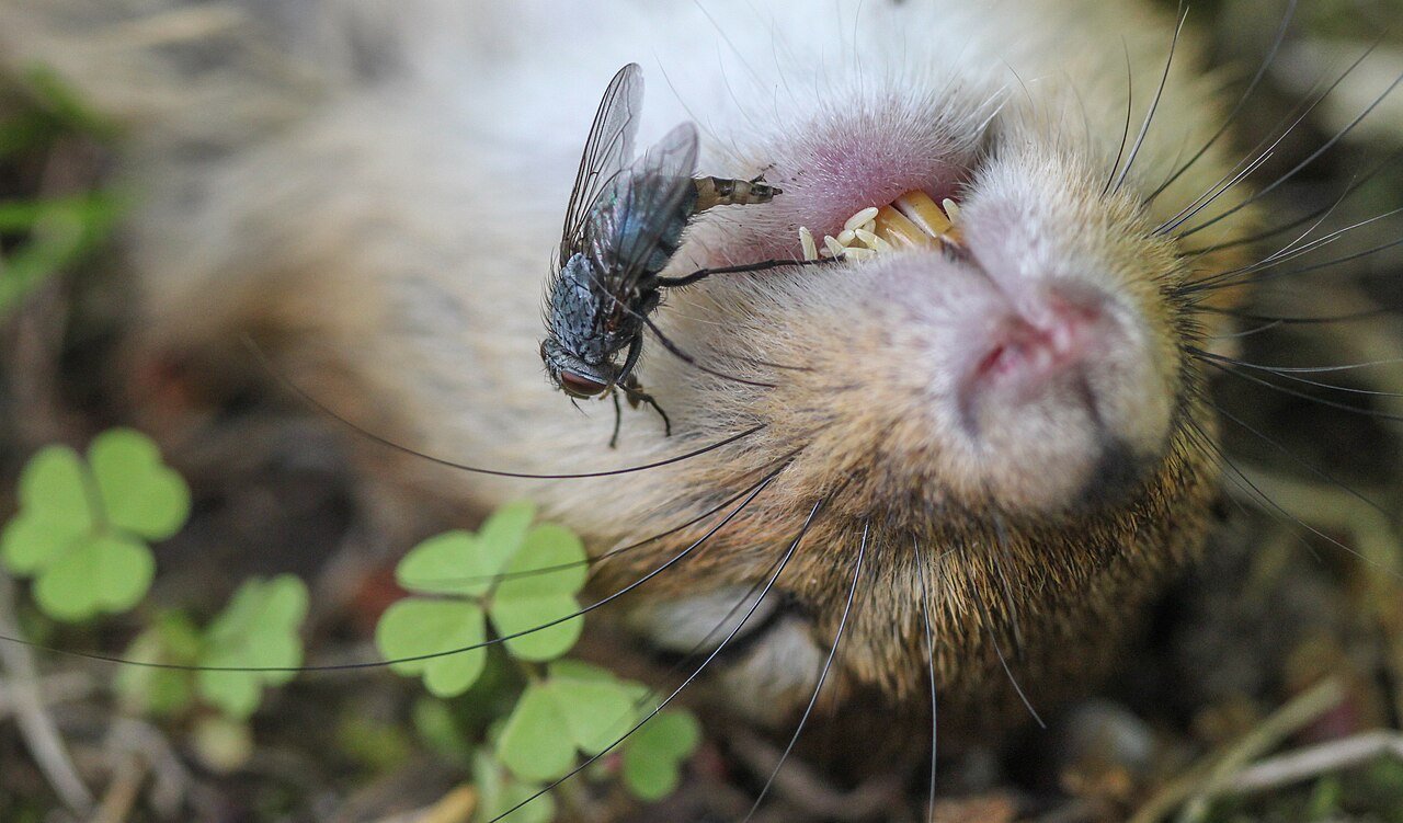 Fly laying eggs on organic material within minutes