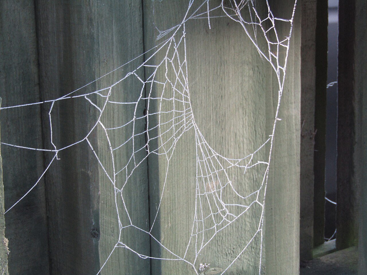 Orb web coated in hoar frost on a winter morning