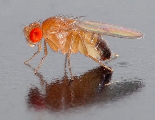 Fruit fly showing red eyes and tan body