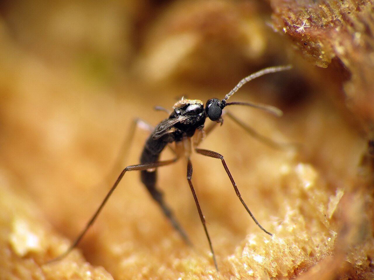Fungus gnat with delicate dark wings and long legs