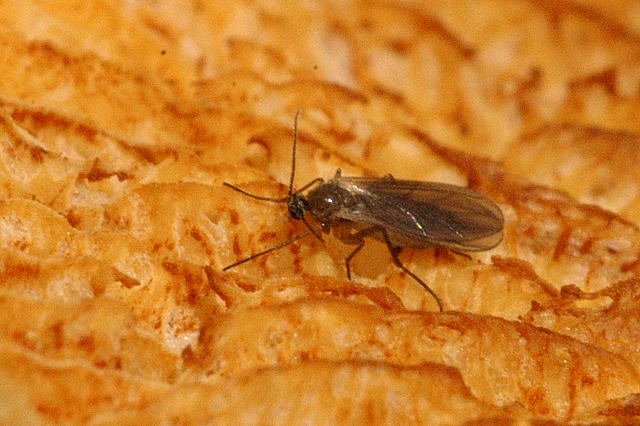 Fungus gnat, the delicate dark fly of houseplant soil