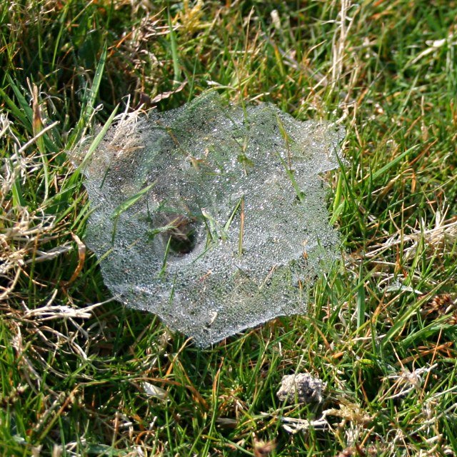 Funnel web on dewy grass