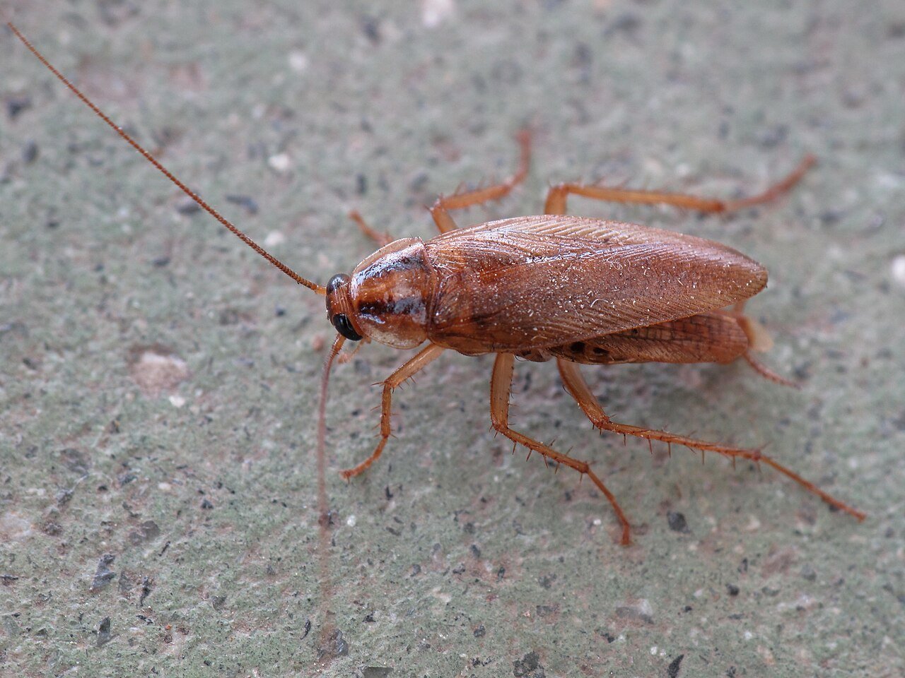 A German cockroach, the target of the mothball folk remedy