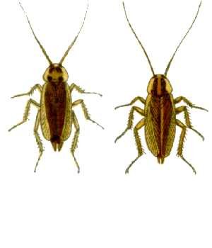 German cockroach showing pronotum stripes