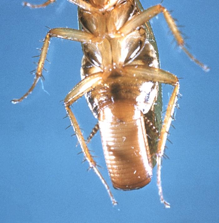 German cockroach carrying its ootheca egg case