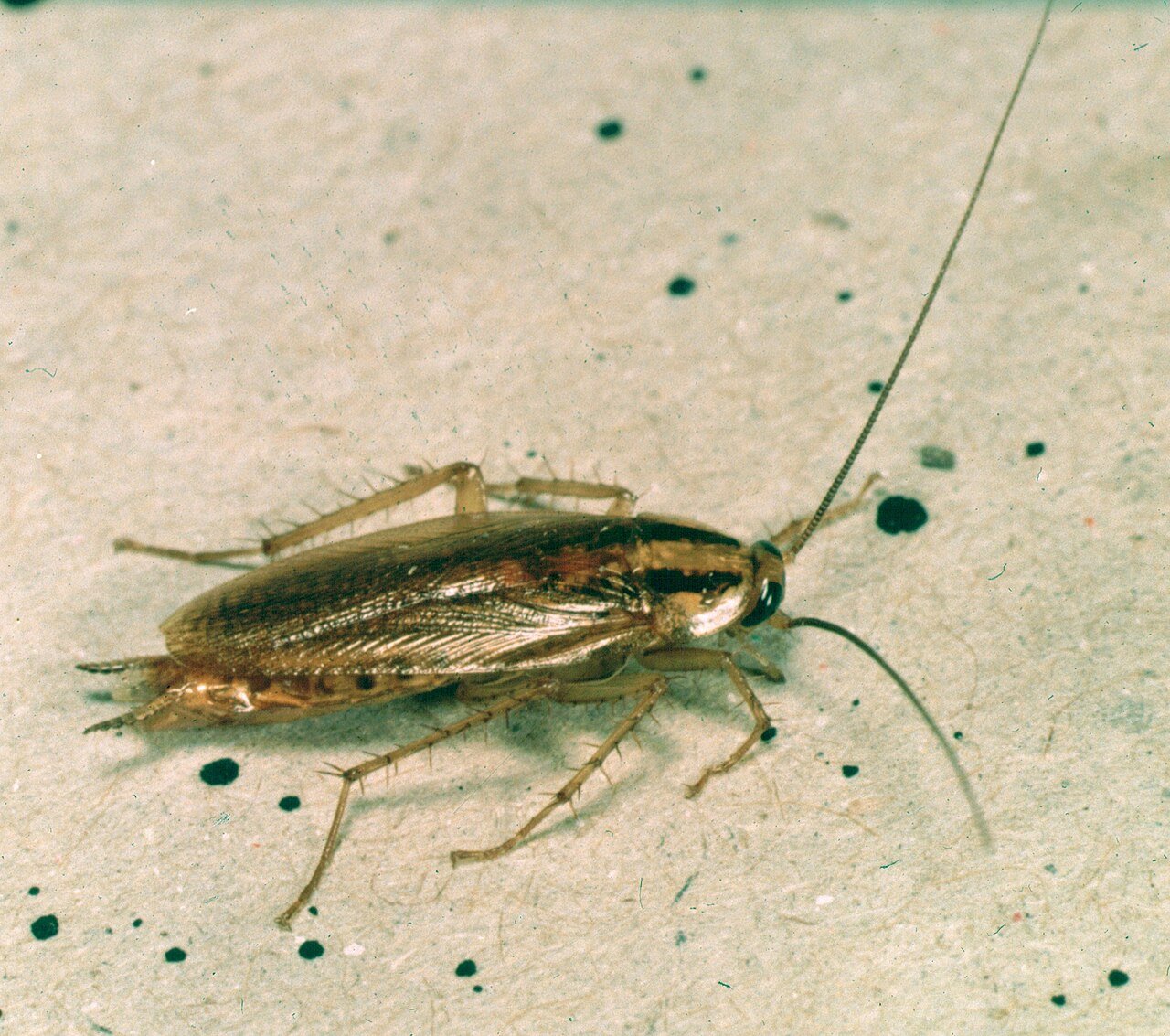The German cockroach — half an inch of tan with two dark racing stripes behind the head, the ID that settles every kitchen case