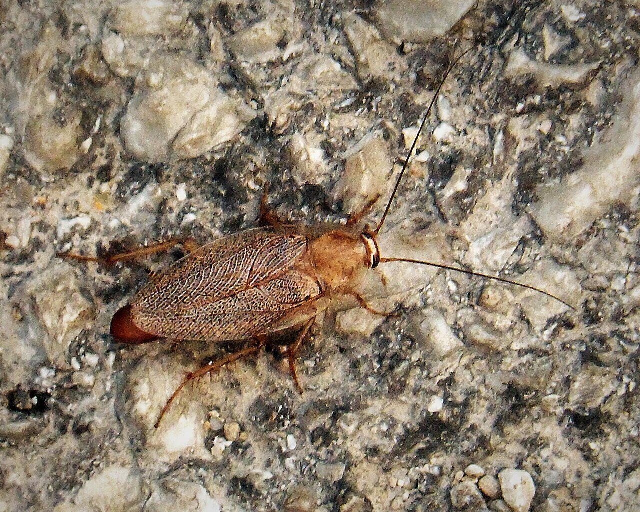 German cockroach on a surface