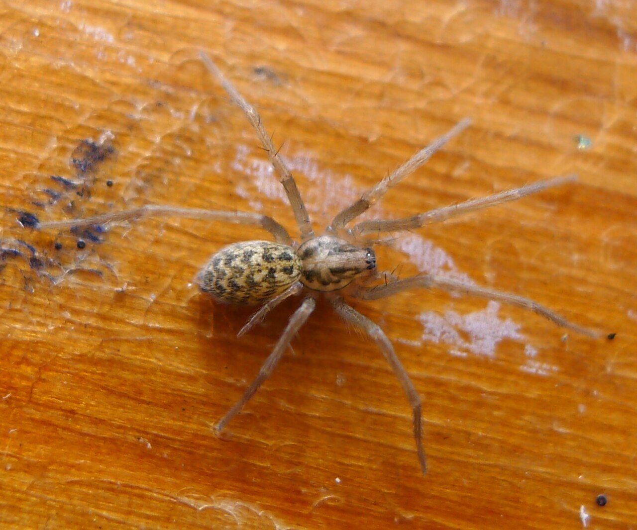Giant house spider showing long legs and funnel-weaver build