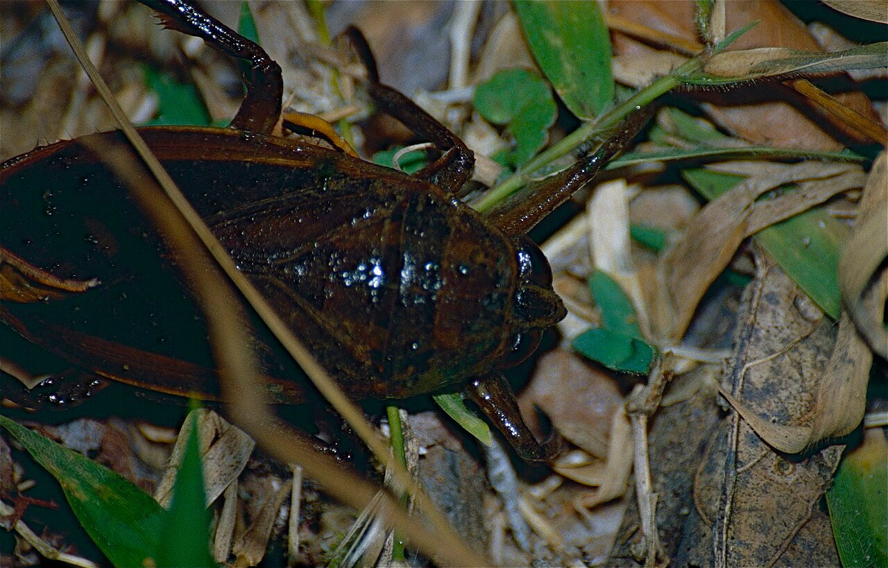 Giant water bug showing raptorial front legs and flattened swimming body