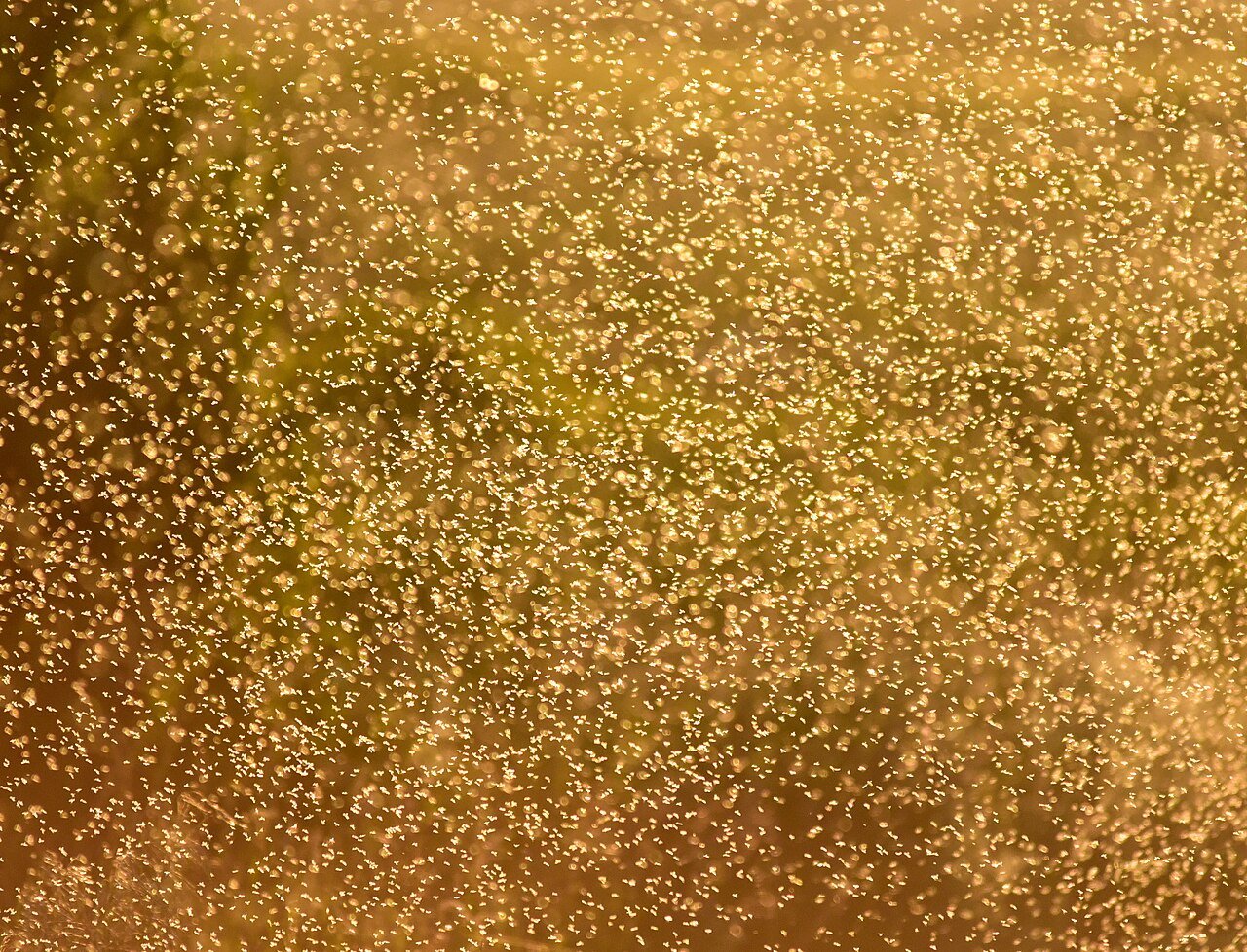 Dense gnat swarm at dusk