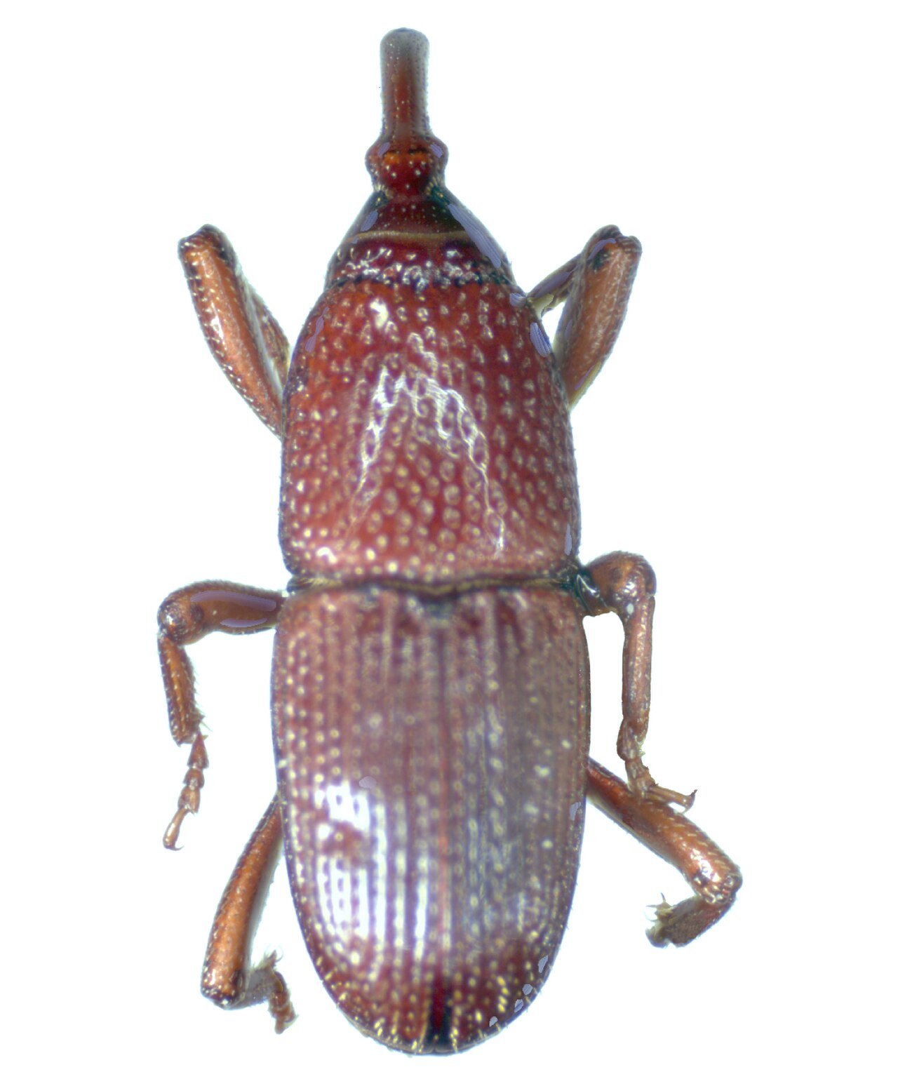Granary weevil showing the snout