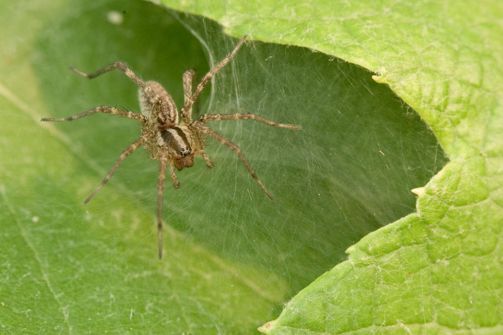 The grass spider - racing stripes, banded legs, and the September lawn’s most prolific architect
