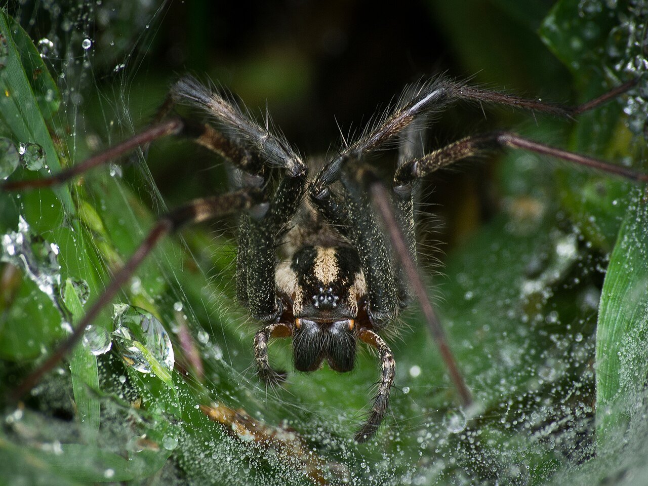 The funnel web at its mouth - a flat silk sheet narrowing to the retreat where the sprinter waits