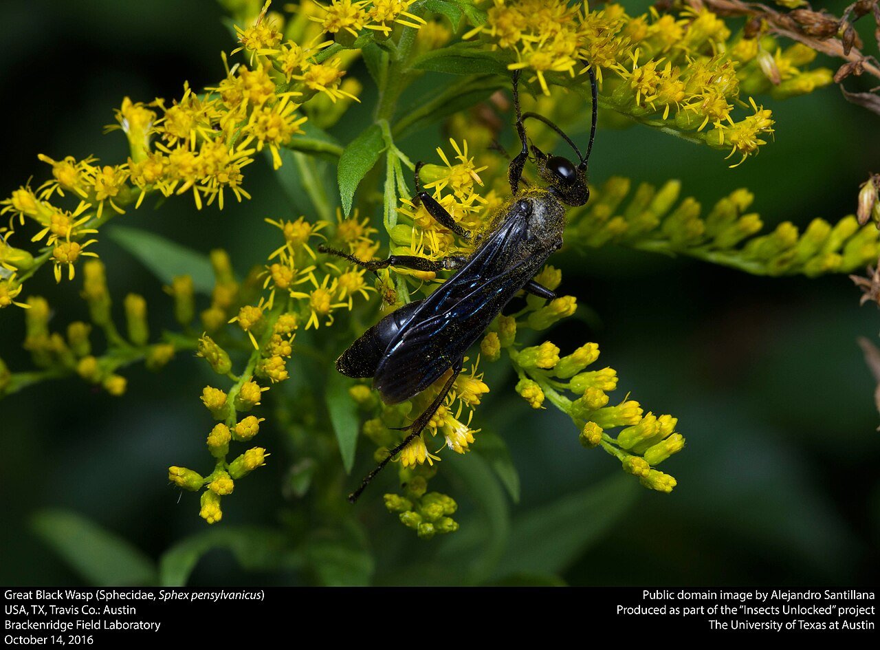 Great black wasp feeding on flower nectar as a pollinator
