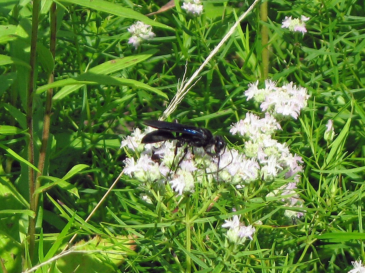 Great black wasp Sphex pensylvanicus jet black with blue iridescent wings