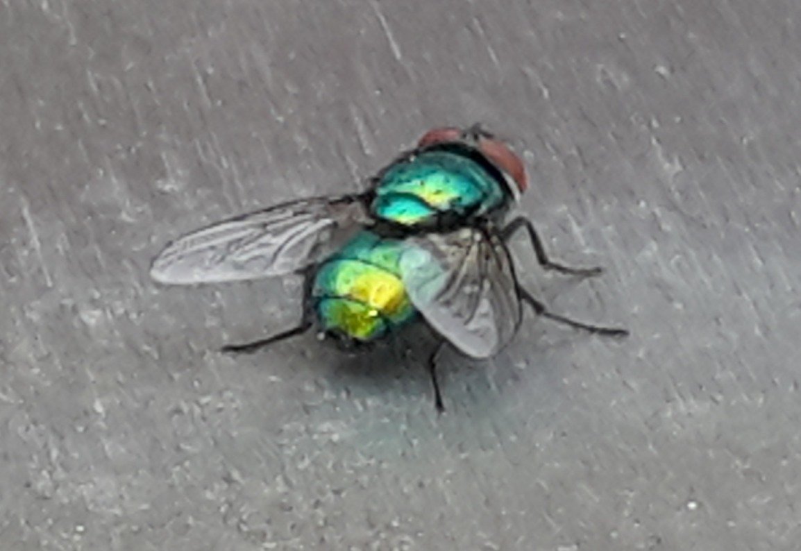 Metallic green bottle blow fly
